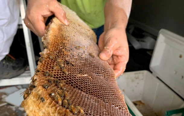 Бджоли зібрали 45 кг меду під стелею квартири
