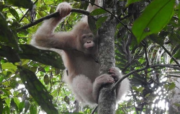 Знайдений єдиний у світі орангутанг-альбінос