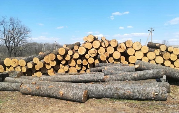 В Україні різко зросла незаконна вирубка лісів