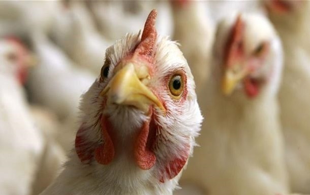 Украина возобновила экспорт курятины в Европу