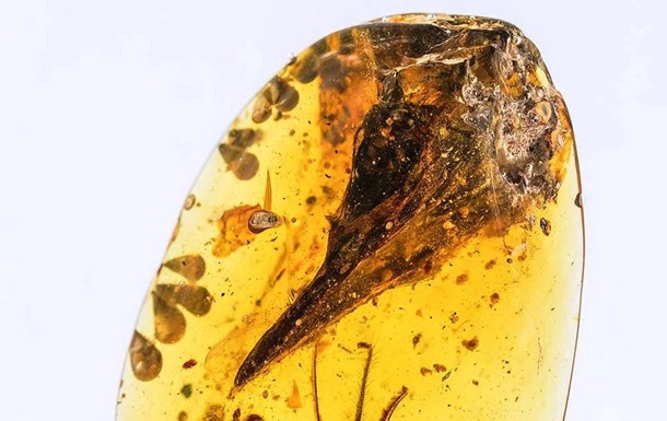 Череп динозавра- колибри  найден в янтаре