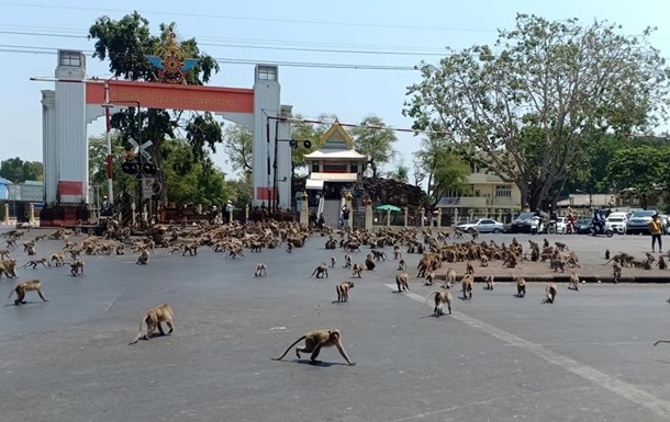 Сотні голодних мавп влаштували бійку в Таїланді