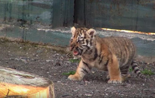 Одеський зоопарк показав першу прогулянку тигреня