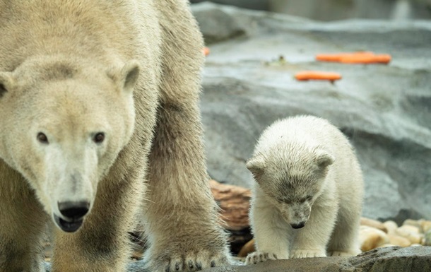 Світові зоопарки пропонують відволіктися від інфошуму