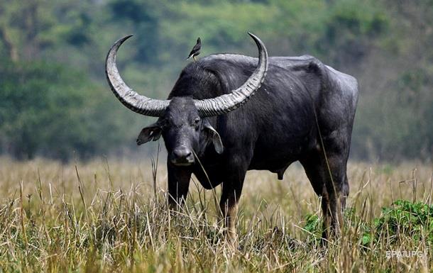 Схватку крупных буйволов сняли на видео
