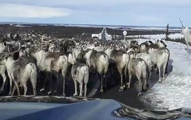 Затор на трасі зі стада оленів потрапив на відео