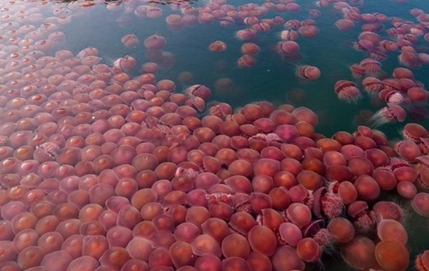 Пляжі Філіппін заполонили томатні медузи
