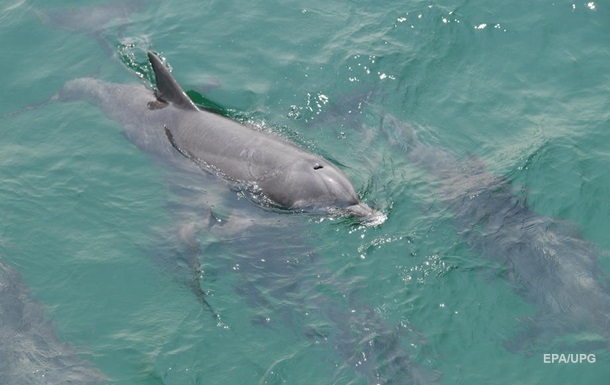 В одеський порт заплили дельфіни