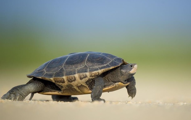 Італійку оштрафували за вигул черепахи