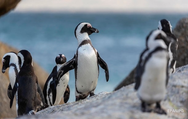 Пингвины разгуливают по опустевшему Кейптауну 