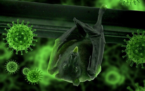 Ученые нашли связь между коронавирусами и летучими мышами