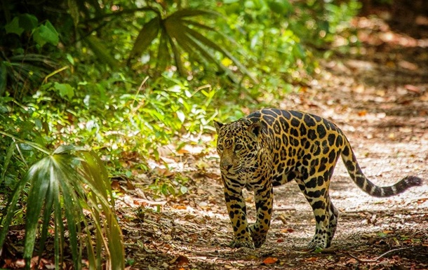 Ягуары вернулись в джунгли Гватемалы из-за COVID-19