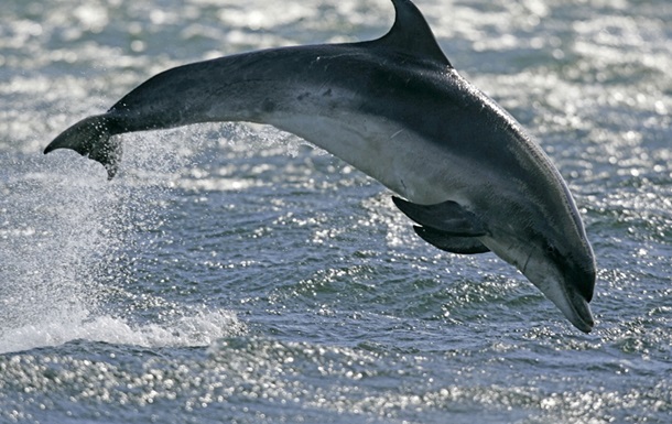 Під Миколаєвом врятували рідкісного дельфіна