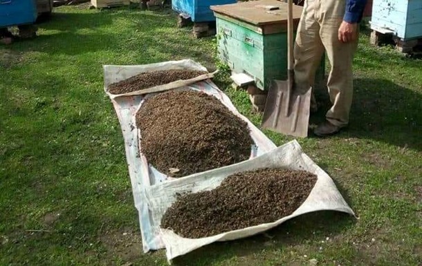 У Запорізькій області масово гинуть бджоли