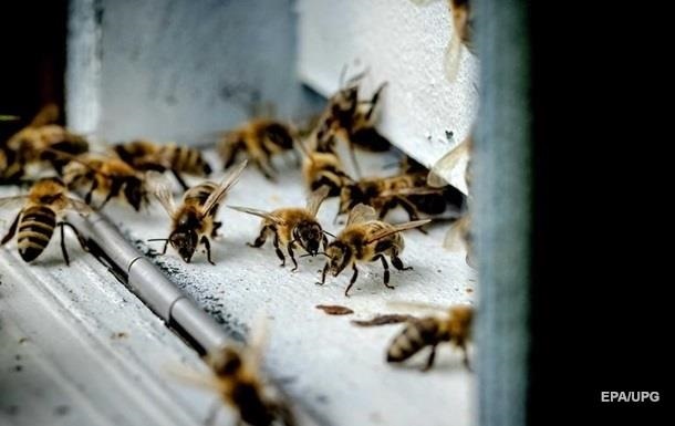В Тернопольской области полиция открыла дело из-за пчел-убийц
