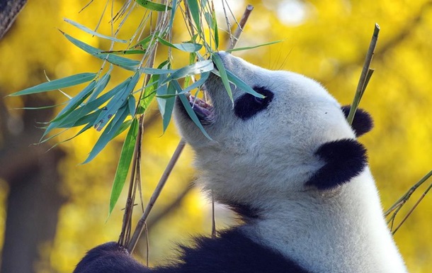 Канадський зоопарк поверне панд в Китай через нестачу бамбука