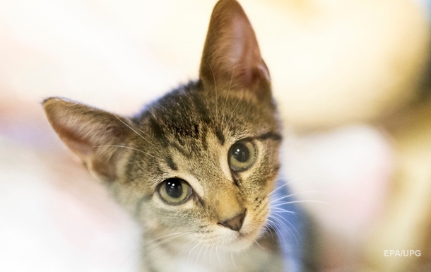Коти можуть заражати людей коронавірусом - вчені