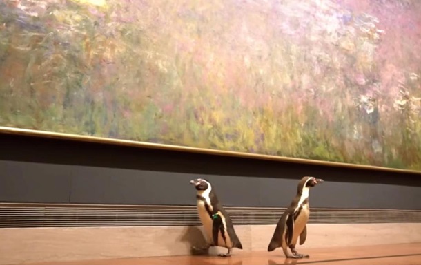 Пингвинов повели смотреть картины в музее