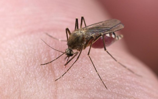 Стало известно, могут ли мухи и комары переносить коронавирус