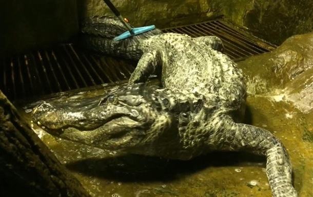 В зоопарке Москвы умер аллигатор-долгожитель