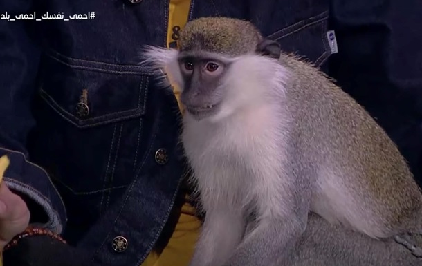 Мавпа прогнала телеведучу зі студії