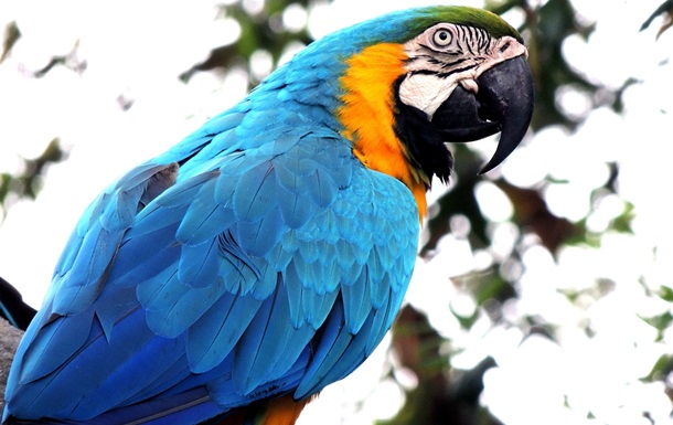 В Аргентине суд допросит попугая по делу об убийстве