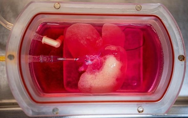 Щурам пересадили печінку, вирощену з клітин людини