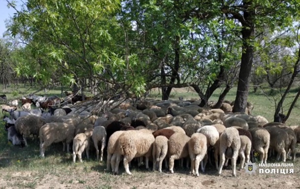 Під Ізмаїлом чоловік викрав 200 овець і кіз