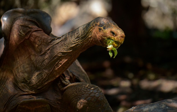 Самець черепахи врятував свій вид від вимирання