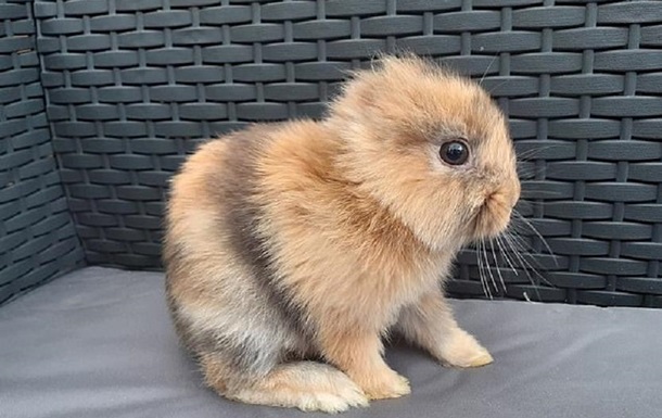 Кролик без ушей родился в Ирландии: фото
