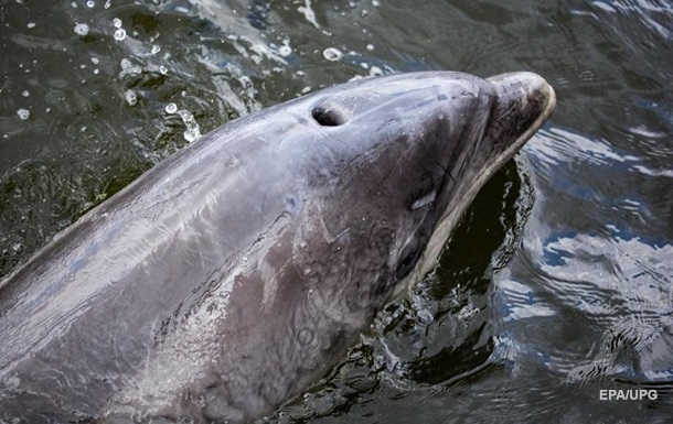 У Фінській затоці з явилися дельфіни
