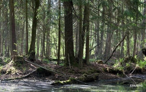 В Украине проведут инвентаризацию лесов