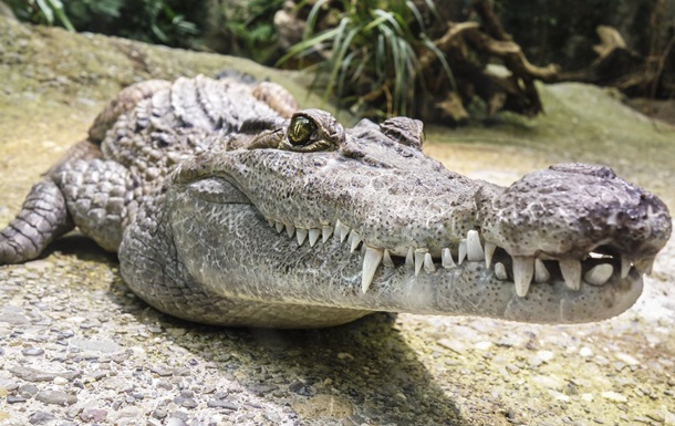 Крокодил заживо з їв чоловіка на очах у дружини