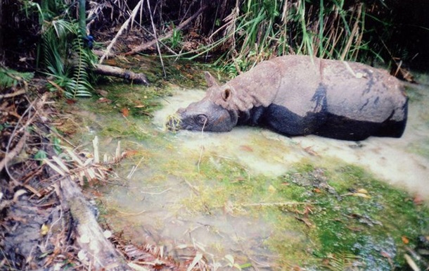 Купання рідкісного носорога зняли на відео