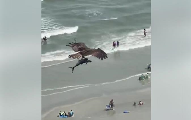 На відео зняли, як орел вихопив акулу з моря