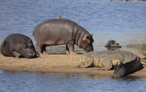 У ПАР бегемоти пронесли птахів повз крокодилів