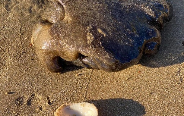 В Австралии нашли неопознанное морское существо