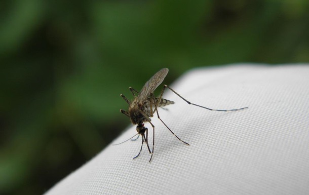 Норвежка наловила ведро комаров: фото 