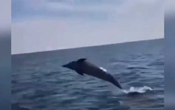 В Железном Порту дельфин решил развлечь отдыхающих