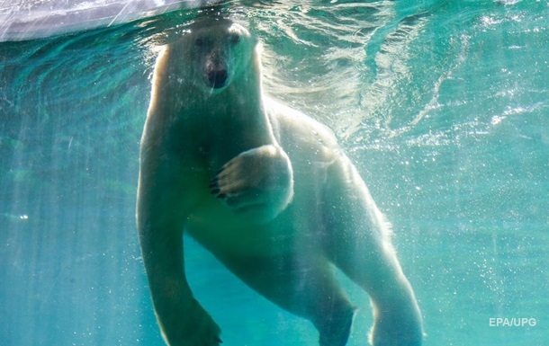 Вчені назвали ймовірний рік зникнення білих ведмедів