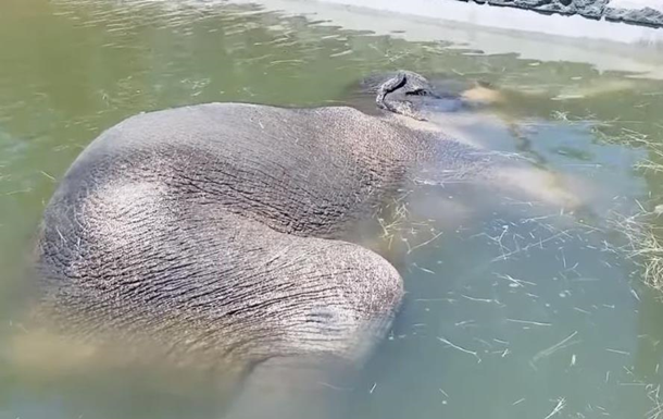 У зоопарку США слон заснув під водою