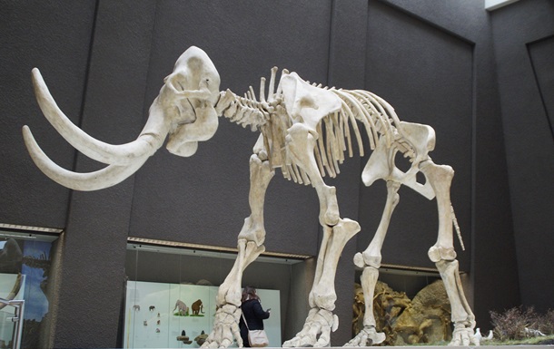 Знайдено повністю збережені останки мамонта