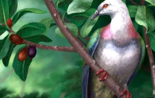 На островах Тонга знайшли останки півметрового голуба