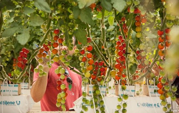 В ОАЕ навчилися вирощувати овочі та фрукти без води та ґрунту