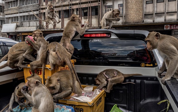 Голодные обезьяны захватили город в Таиланде: фото