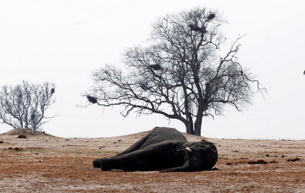 Названа причина масової загибелі слонів в Африці