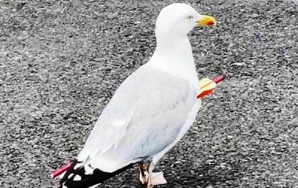 Чайка зі стрілою в грудях живе на британському узбережжі