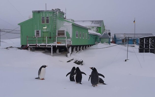 В Антарктиду повернулися пінгвіни в розпал зими