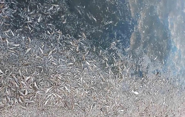 На Херсонщине погибли полтора миллиона рыб