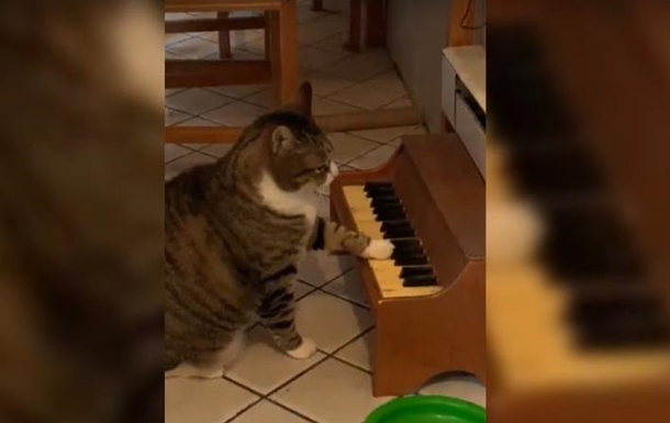 У США з явився кіт-піаніст
